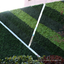 Подгонянный свежий ПЭ искусственные растения зеленая стена для конфиденциальности, безопасности